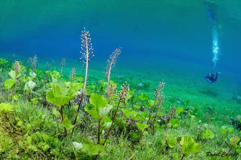 Diving in the meadow by Raoul Caprez 