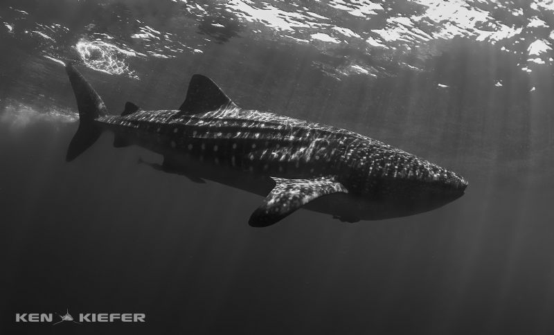 Whale Shark beginning to descend
near Isla Mujeres, Mexico by Ken Kiefer 