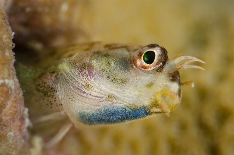 Curious blenny by Dmitry Starostenkov 