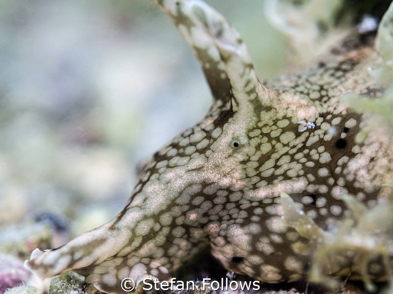 Eye to Eye ... Sea Hare - Aplysia parvula. Chaloklum, Gul... by Stefan Follows 