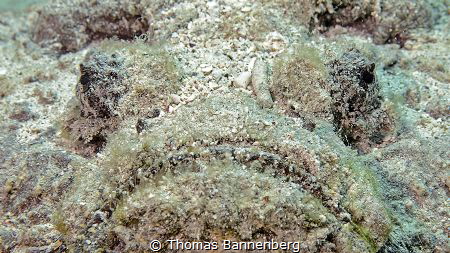 Face-Off

NIKON D7000 in a Seacam "Prelude" uw housing,... by Thomas Bannenberg 