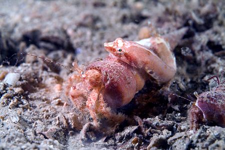 Piggy back cling fish,Isle of lewis Scotland.60mm,twin SB... by Derek Haslam 
