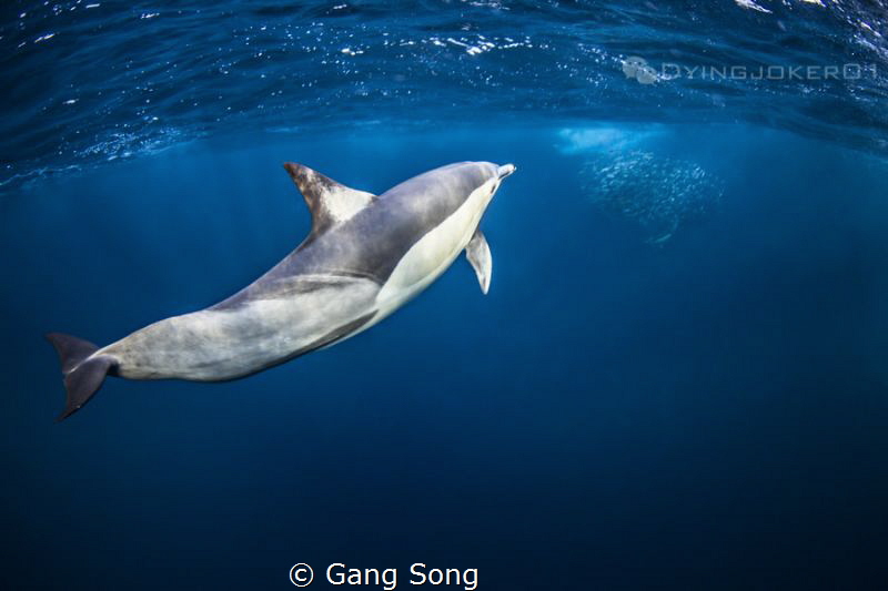 Wingman by Gang Song 