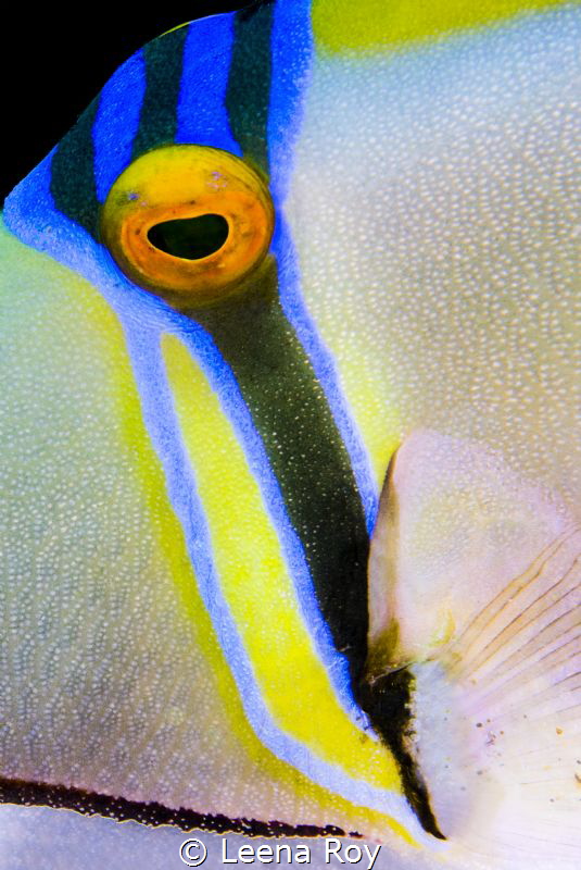 Eye abstract by Leena Roy 