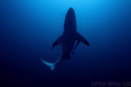 Oceanic blacktip, Aliwal shoal, South Africa by Phil Wills 