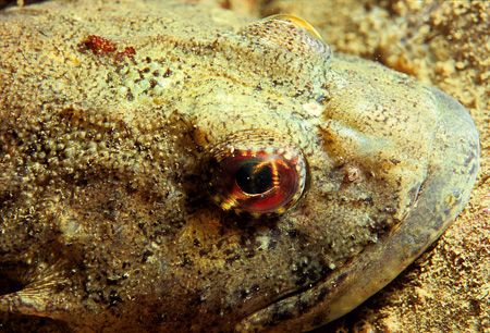 Short-spined sea scorpion.
Sound of Mull.
F90X,60mm. by Mark Thomas 