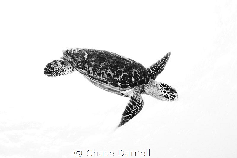 "Standing Out"
Hawksbill Turtle isolated in a white back... by Chase Darnell 