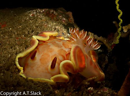 juvenile spanish dancer by Adrian Slack 