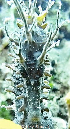 Sea horse by Niky Šímová 
