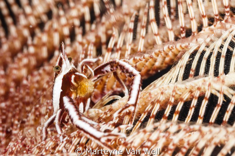 A proud Crinoid Squat Lobster by Marteyne Van Well 