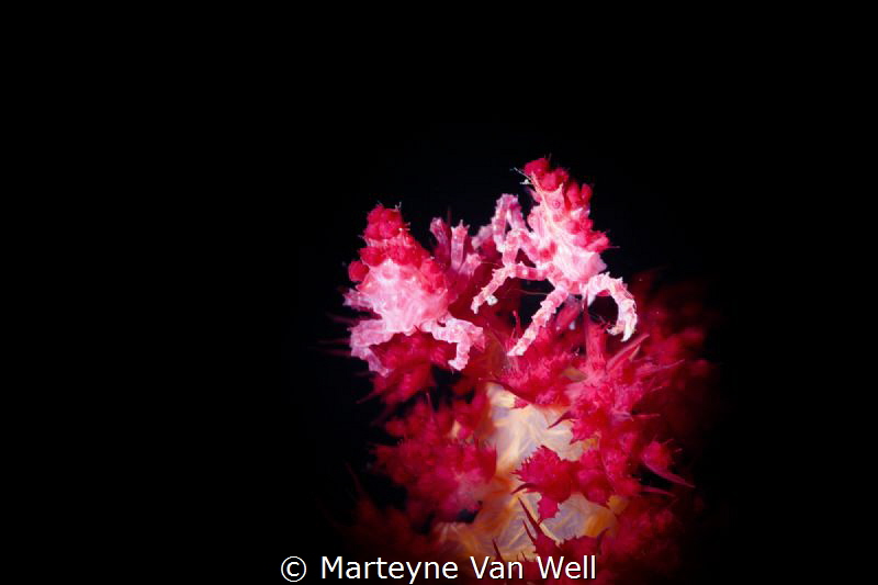 Two candy crabs high-fiving each other. Taken with Canon ... by Marteyne Van Well 