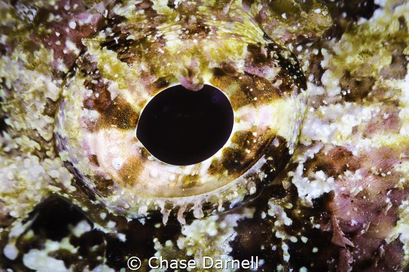 "Focus"
Close-up of a Scorpion Fish eye. by Chase Darnell 