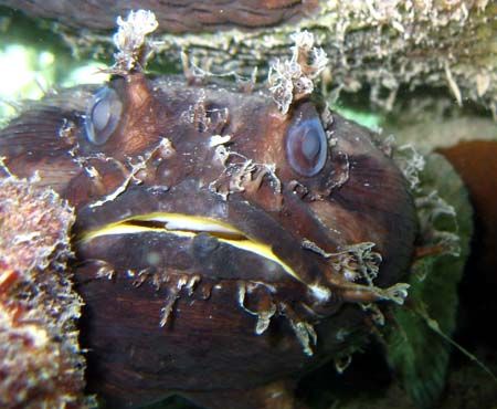 Frogfish, Ningaloo Reef. Only a mother could love this face! by Penny Murphy 