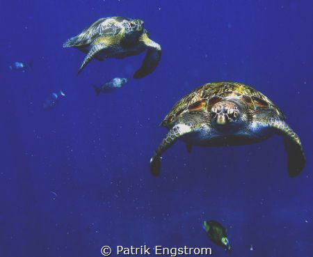 "Turtle highway" by Patrik Engstrom 