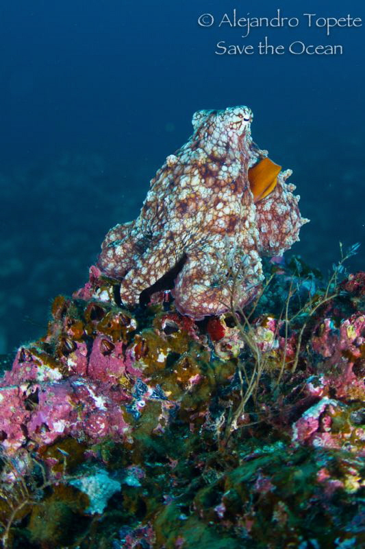 Octopus in the Reef by Alejandro Topete 
