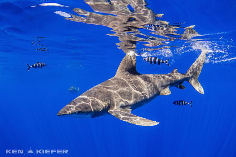 Oceanic Whitetip Shark slicing through the blue water.  
... by Ken Kiefer 
