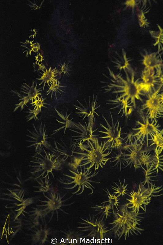 Fluorescent night diving. Single UV light. by Arun Madisetti 