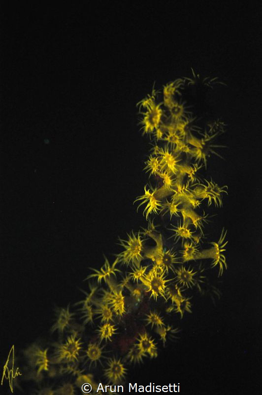 Golden zoanthinds under UV light by Arun Madisetti 