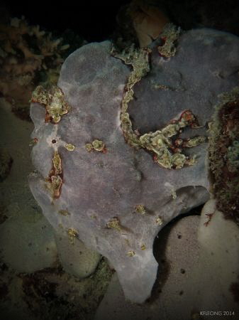 Giant frogfish
Mataking Island, Sabah by Kf Leong 