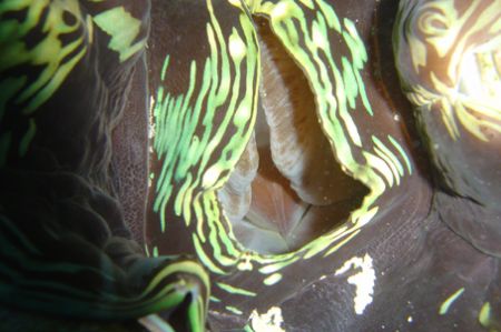 tridacna by Alessandro Reato 