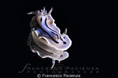 Chromodoris villanii by Francesco Pacienza 