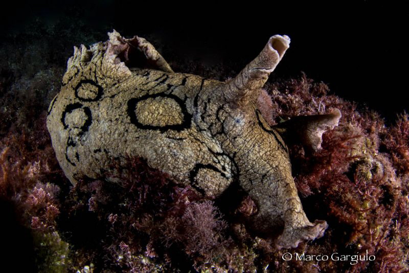Nudibranch by Marco Gargiulo 