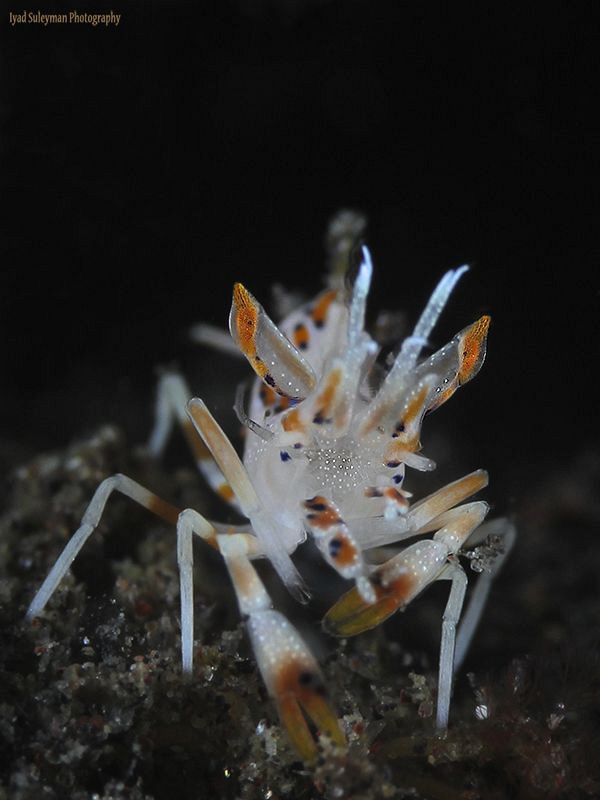 Spiny Tiger Shrimp by Iyad Suleyman 