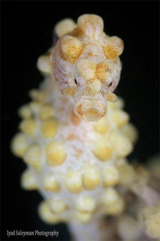 Pygmy Seahorse Portrait by Iyad Suleyman 
