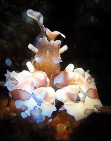 harlequin shrimp taken in gato island, cebu using an olym... by Carlos Munda 