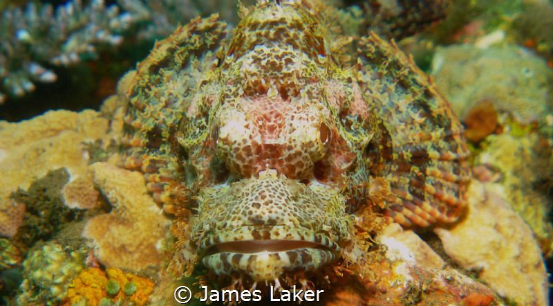 Scorpion Close Up by James Laker 