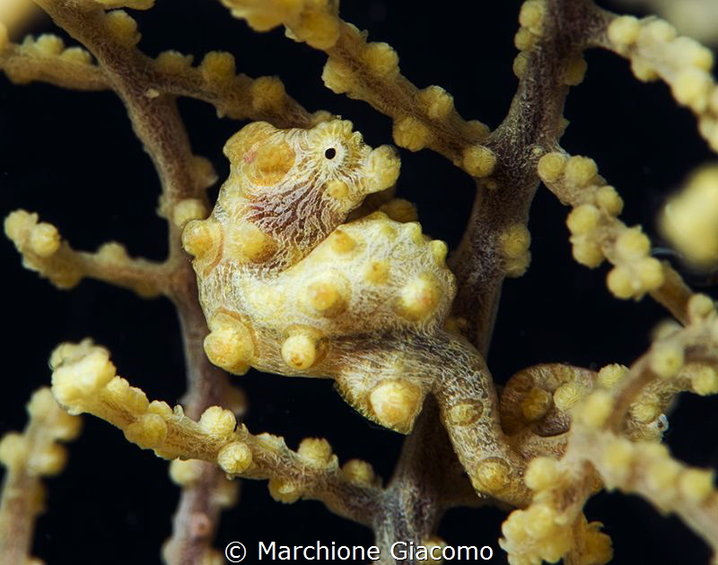 Pigmy sea horse Yellow. Raja Ampat
Nikon D800E, 60 macro... by Marchione Giacomo 