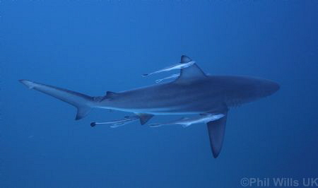 Oceanic blacktip, Aliwal shoal, South Africa by Phil Wills 
