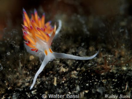 Cratena peregrina by Walter Bassi 