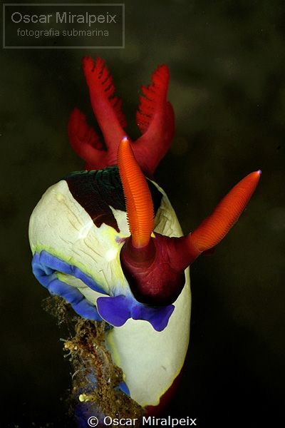 nudi by Oscar Miralpeix 
