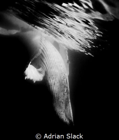 The white way up, adult male humpback whale giving us a o... by Adrian Slack 