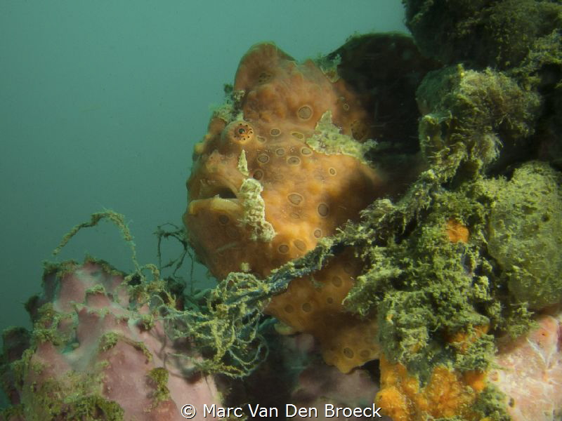froggy from banka island by Marc Van Den Broeck 