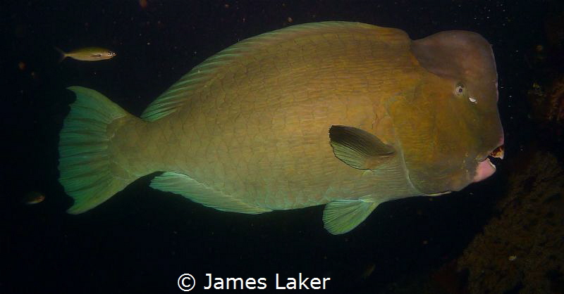 Bumphead on nightdive by James Laker 
