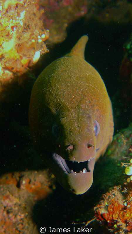 Moray by James Laker 