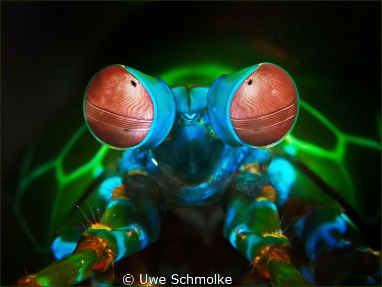 mesmerised by Uwe Schmolke 
