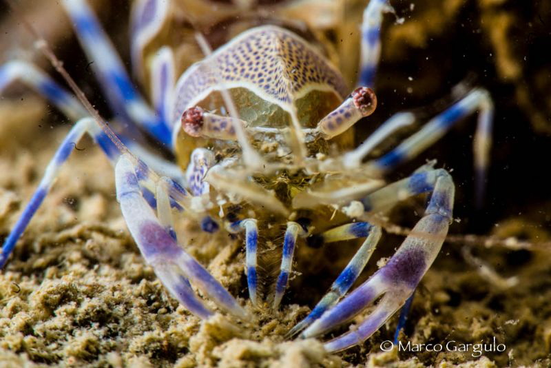 Ghost Shrimp by Marco Gargiulo 