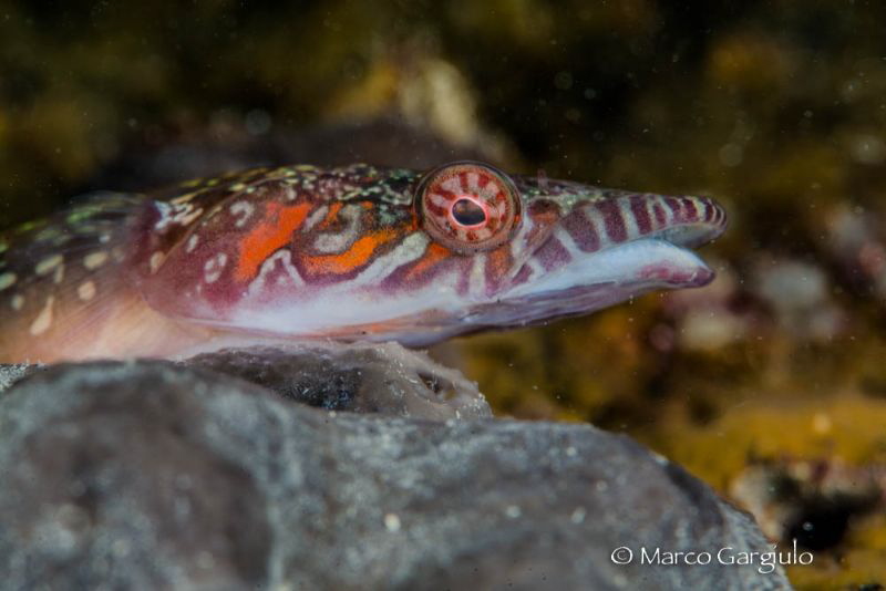 funny fish by Marco Gargiulo 