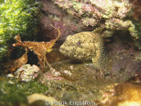 Giant goby by Patrik Engstrom 