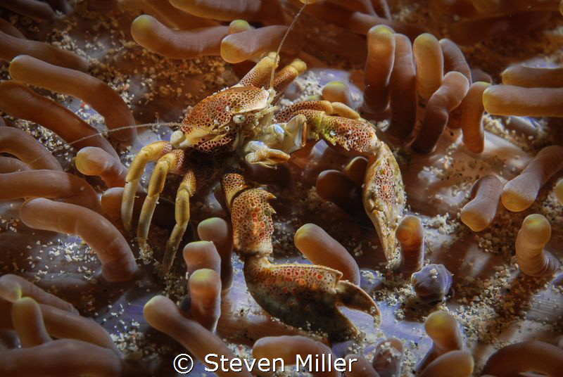 Call me Sandy. Shooting in the surge by Steven Miller 