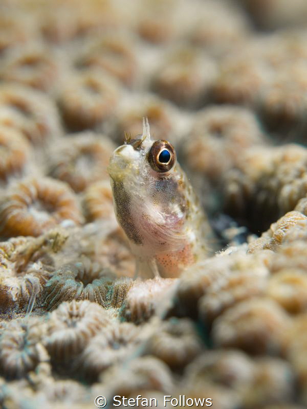 Curiosity ... Parablennius sp. Ang Thong, Gulf of Thailan... by Stefan Follows 