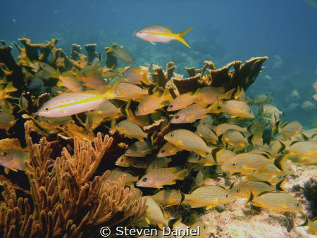 Marathon Key,Florida Elkhorn oral yellowtails and snappers by Steven Daniel 