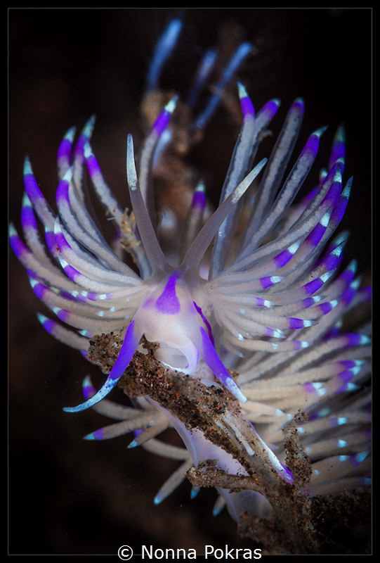 UW flower by Nonna Pokras 