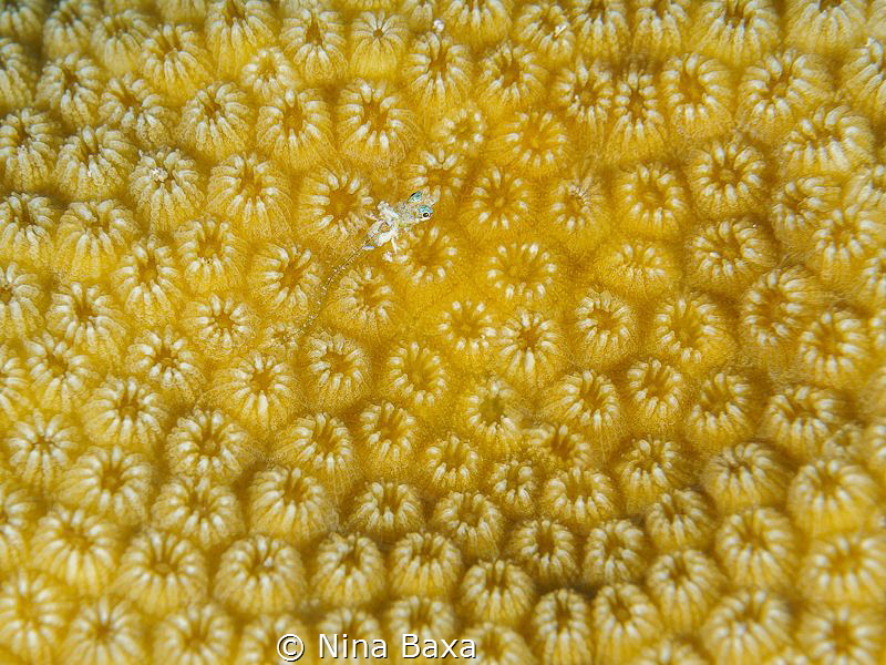 Subtle - Young Triplefin blenny (sp. Tripterygiidae) on S... by Nina Baxa 