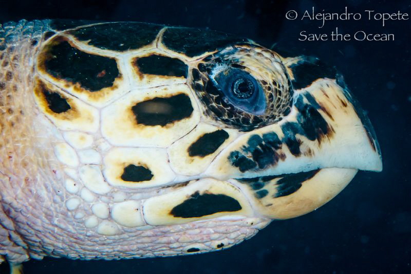 Turtle Head, Playa del Carmen Mexico by Alejandro Topete 
