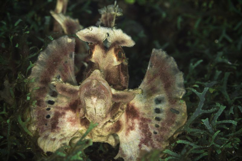 Rhinopea with angel wings by Doris Vierkötter 