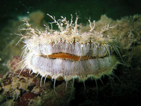 Baby king scallop in Loch Hyne. I know its not the Irish ... by Dawn Watson 